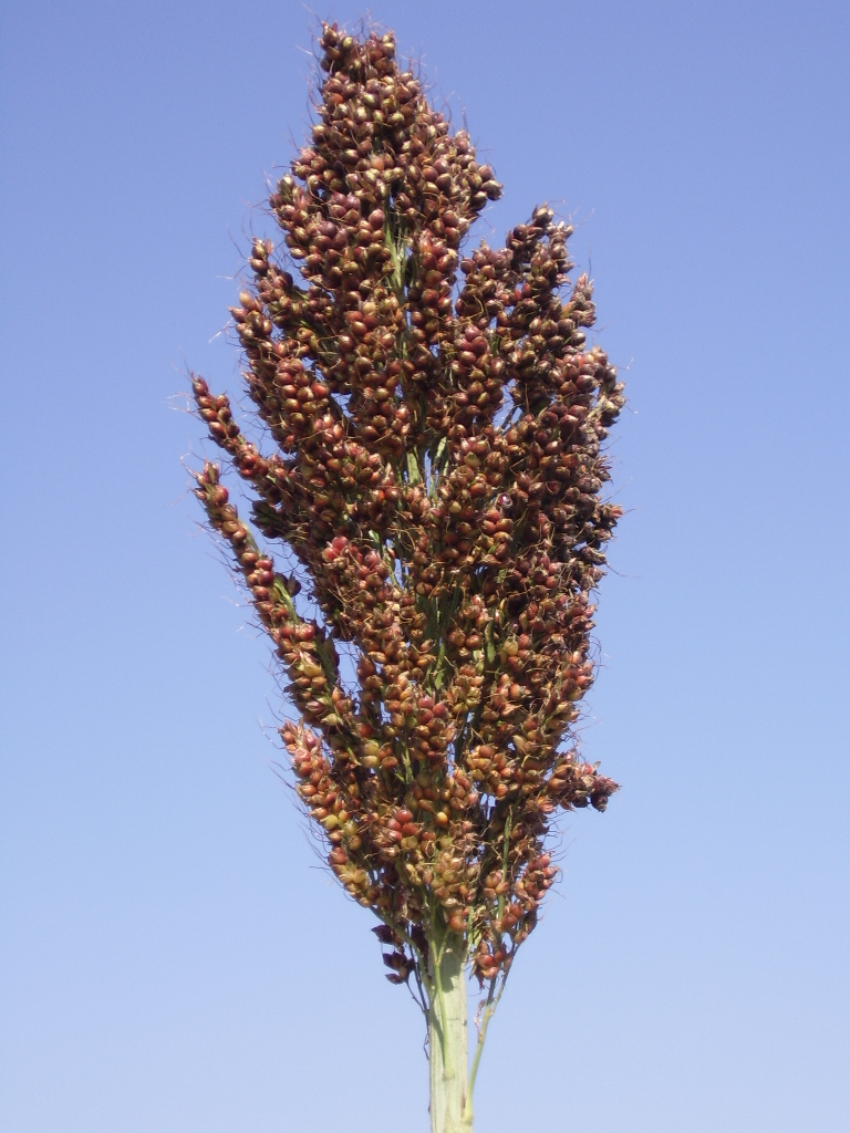 数据库中未找到相应图片