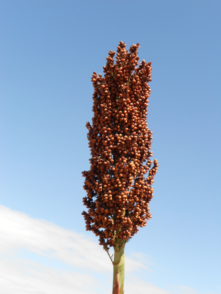 数据库中未找到相应图片