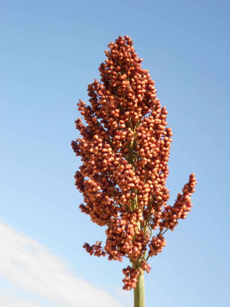 数据库中未找到相应图片